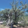 AN OLD olive tree in the town of Bar, southern Montenegro, earlier this month.