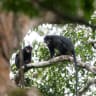 Two 'Likweli' monkeys of a newly-identified species of Colobus monkey, discovered in Lomami National Park, sit on a tree branch, in the Democratic Republic of the Congo, in this undated handout image.
