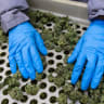 (Illustrative) Workers working at a cannabis farm in central Israel, on May 5, 2026. 