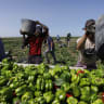 Mamadou Neyen from Senegal, agricultural worker, picks peppers on a day of high temperatures on July 16, 2026 in Lebrija, near Seville, Spain. 