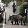 Wild boars gather in a residential area in the northern Israeli city of Haifa on December 5, 2019. 