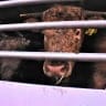 The Brigitte Bardot-funded campaign against the live animal shipment industry features 100 advertisements on buses nationwide, showcasing a photo of an animal taken from inside transport trucks. July 29, 2026.