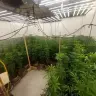 A cannabis-growing operation raided by Israel Police in Migdal.