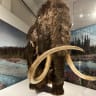 FILE PHOTO: A life-size replica of a woolly mammoth on display at the American Museum of Natural History's exhibition "The Secret World of Elephants" in Manhattan, New York City, US, November 8, 2023.