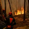 Greek firefighters try to extinguish a wildfire in the area of Porto Germeno, some 70 kilometres (45 miles) northwest of Athens in the region of Viotia, on August 1, 2026. Hundreds of firefighters in Greece battle to save a popular coastal resort northwest of Athens among violent winds.