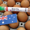 A test tube labelled "Bird Flu", eggs and a piece of paper in the colours of the Australian national flag are seen in this picture illustration, January 14, 2023.