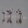 First flamingos of the season at the KKL-JNF Hula Lake.