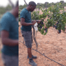  Israeli nonprofit CultivAid is working with Tanzanian grape growers and young agricultural professionals.