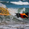 Sally jumps off her board while competing in the World Dog Surfing Championships on August 01, 2026 in Pacifica, California. 