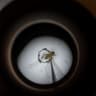 Culex pipiens, a common mosquito species, is seen through the microscope of Matthew Vanderpool, environmental health specialist and entomologist for the Louisville Metro Department of Public Health and Wellness on August 25, 2021