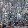 Ayalon Canada Park after the fire.