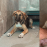 Two of the 60 puppies up for adoption in Sderots's animal shelter.