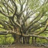 ‘MAN IS like the tree of the field.’