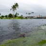 A young green sea turtle fills up on grass as ocean waters started to raise due to the approach of Tropical Storm Lala at Reed's Bay in Hilo, Hawaii on August 14, 2026.