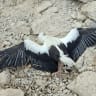 Israeli birdwatcher discovers about 30 electrocuted, dead storks in the Jordan Valley, August 16, 2026.