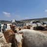 Approximately 80 cows are corralled after wandering into a firing range during an IDF Golani Brigade training exercise on August 17, 2026