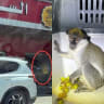 (Left) Israeli woman is seen in Jericho, in Area A, before being escorted back to sovreign Israel by security forces on August 18. (Right) A monkey is seen in a Jericho home before being rescued by Israeli security forces on August 17.