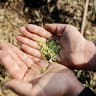 A worker holds green wheat kernels during the roasting process after harvest in a field on the outskirts of Aleppo, Syria, on May 18, 2026. 