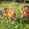 At an animal shelter, teenage volunteers from the youth club care for and walk beagles from pharmaceutical laboratories that are awaiting adoption, in Yvre L Eveque, France, September 6, 2025.