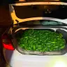 Border Police found 162 kg of stolen avocados in a car in central Israel.