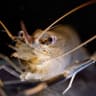 A wild-type crustacean in molecular research at the Sagi Laboratory at BGU