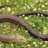A European glass lizard (also known as Sheltopusik).