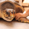Sea Turtle Rescue Center.