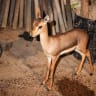 An Israeli gazelle fawn that was held illegally was located in al-Ram.