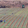 Foreign workers seen working in a field near the Ben Gurion Airport, on August 14, 2025. 