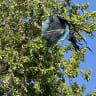 Kite launched from Gaza found in Nahal Oz.