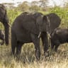 Elephant graze at Kimana Sanctuary, on the outskirts of Amboseli National Park, on August 12, 2026, following a series of elephant deaths in the area.
