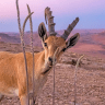 Squills in Mitzpe Ramon.