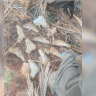 Ten handguns found by IDF and Israel Police near Gesher Adam along Israel-Jordan border, August 25, 2026.