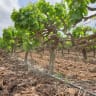 A PRECIOUS old vine: Carignan vineyard in Mazkeret Batya, on the coastal plain.
