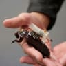 A researcher holds a cyborg giant burrowing cockroach fitted with a human-supervised auto-injection mechanism (AIM) in Brisbane, Australia, July 27, 2026.