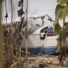 A Hungarian Cessna 172 crashed in a field after being stolen by a drunk pilot, August 29, 2026.