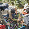MUTUAL RESPONSIBILITY: Young Israelis who completed military service help farmers like Giora Isar from Moshav Maaleh Gamla at the height of the mango-picking season, near the Sea of Galilee, Aug. 4.