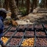A Palestinian worker sorts dates at a date farm owned by Kibbutz Almog, after the UK, France and Canada announced plans to ban imports from West Bank settlements, near Kibbutz Almog and the northern Dead Sea in the West Bank, September 9, 2026. 