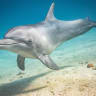 Dolphin swimming in the Red Sea in Eilat, southern Israel, February 19, 2021.