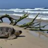 Brown sea turtle returns to the sea.