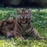 Ten-week-old Sumatran tiger cubs play next to their mother Dini, 10, during their debut at Taman Safari Indonesia in Pasuruan in East Java province on June 4, 2026.