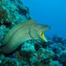 A moray eel