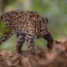 A Leopardus tilcayo cat, a newly identified species through research led by National Geographic Explorer Paola Nogales Ascarrunz, walks at the Senda Verde animal refuge in the Yungas region, Bolivia, September 1, 2026.