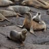 Sea lions gather near the shore at the Punta San Juan reserve, where a decline in the population of guano birds, sea lions, and penguins has alarmed scientists, in Marcona, Peru June 21, 2025.