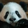 ILLUSTRATIVE: Seven-month-old male giant panda cub Satrio Wiratama, known as Rio, is pictured at the Panda Palace of Taman Safari Indonesia in Bogor, West Java, on June 20, 2026. Rio is the first panda cub born in Indonesia via artificial insemination from a breeding pair brought from China in 2017.