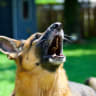German shepherd barking (illustrative)