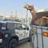 A camel seized after Israel Police discovered an illegal camel race set to take place in Bir Hadaj, southern Israel, September 25, 2026. 