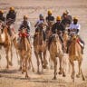  Members of Israel's Bedouin Arab community ride their camels as they take part in a camel race, near Ashalim, in southern Israel, November 1, 2024. 