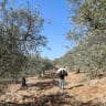 A farmer carries harvested olives in the southern Lebanese village of Kfeir on November 15, 2024. (Illustrative)