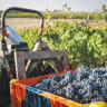‘CHAG HA’ASIF’: Tel Winery winemaker Lital Ovadia leads the early-morning grape harvest at the vineyard in Moshav Shaal, Golan Heights, Sept. 23. 